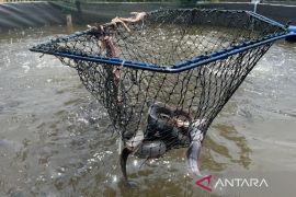 DKPP Cirebon berikan pendampingan untuk budidaya ikan lele bioflok