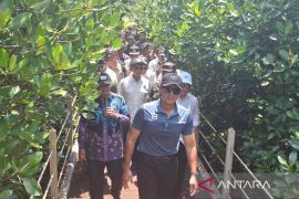 Menko IPK: Mangrove dapat dikembangkan menjadi destinasi wisata