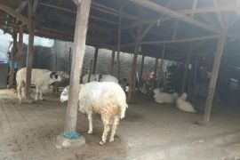 Pemkab Lebak targetkan swasembada daging domba lewat bantuan ternak