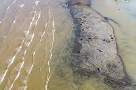 Nelayan mencari kerang hijau saat laut surut