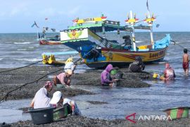 Banyuwangi fishermen harvest green mussels amid declining fish catch