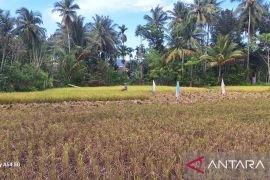 Aceh Besar dapat bantuan 250 hektare cetak sawah baru 2026