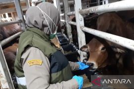 BKHIT Maluku uji RBT ternak deteksi dini penyakit Brucella abortus pastikan kesehatan ternak