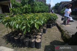 ASRI tanam 700 ribu pohon pulihkan ekosistem hutan Kalbar