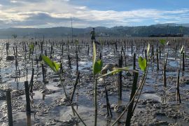 MCC-PLN Maluku kolaborasi tambah 3.000 bibit mangrove perkuat ekosistem pesisir pantai Desa Poka