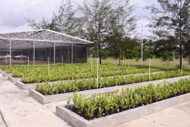 PT Timah reklamasi ratusan hektare lahan pasca-tambang Babel