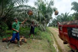 Disbun Sumsel ingatkan petani sawit manfaatkan momen kenaikan harga, genjot perawatan kebun