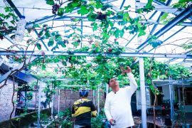 Bersepeda susur desa, Darma Wijaya temukan potensi petani anggur dan melon