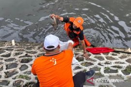 Tak hanya ikan, telur sapu-sapu juga jadi target pembersihan di Jakpus setiap Jumat pagi