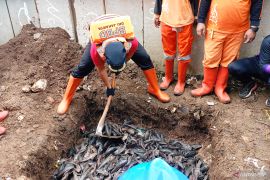 Pemkot Jaktim siapkan sidak cegah peredaran ikan sapu-sapu
