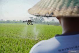 Pengamat dorong penguatan implementasi strategi hadapi El Nino