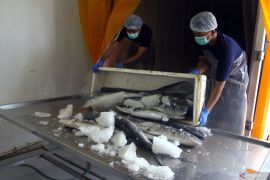 Pengolahan ikan hasil laut di Malang