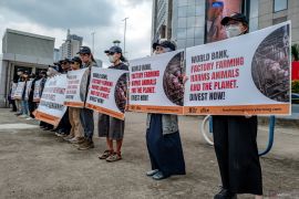AFFA gelar aksi serentak, desak World Bank stop dana peternakan intensif