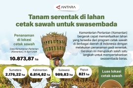 Tanam serentak di lahan cetak sawah untuk swasembada