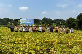 Pramuka bersama HKTI bangun kekuatan pangan lewat tanam kedelai