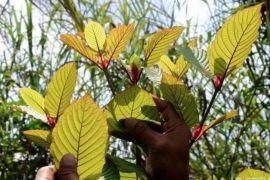 Kukar ekspor daun kratom 200-300 ton per bulan