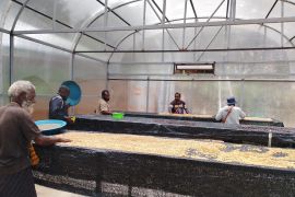 PLN Papua bangun dome pengering bagi petani kopi di Lanny Jaya