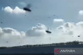 BKSDA Bali: Pancaroba picu migrasi lebah lintasi Tol Bali