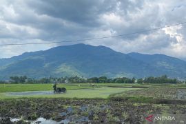 Dispertan Garut menargetkan produksi padi 631.490 ton tahun 2026