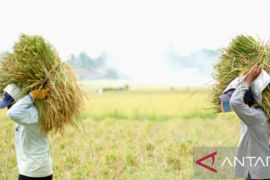 Dinas Pertanian Karawang: Harga gabah kering panen petani cukup baik