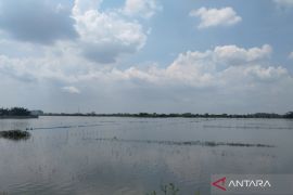 Pemkab Demak upayakan bantuan untuk 278 hektare padi puso akibat banjir