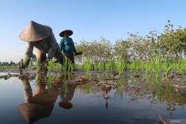 Curah hujan di NTB menurun sepekan ke depan