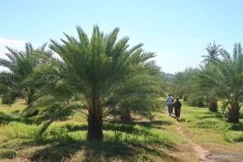 NTB bangun laboratorium kultur jaringan pembibitan kurma
