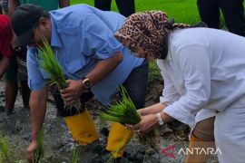 Legislator Jabar bantu petani di Cirebon capai tiga kali panen