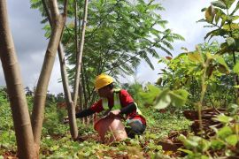 Triwulan I 2026, Reklamasi PT GKP tanam hampir 20 ribu pohon di lahan pascatambang Wawonii