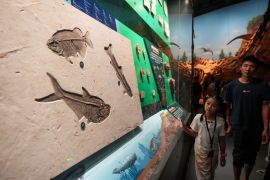 Ilmuwan China telusuri kehidupan hewan purba sebelum ledakan kambrium