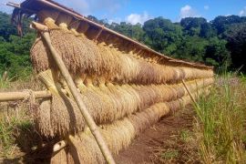 Petani Badui ungkap rasa syukur atas panen padi huma melimpah