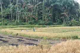 Pemkab Pasaman Barat tetapkan 7.275 hektare LP2B jaga alih fungsi lahan