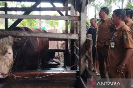 Seleksi sapi kurban bantuan Presiden Prabowo di Riau dimulai, ini kriterianya