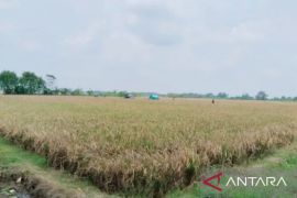 Realisasi luas tambah tanam padi di Karawang capai 18.339 hektare