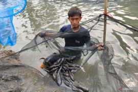 Sudin KPKP Jakbar petakan titik lanjutan pembasmian ikan sapu-sapu