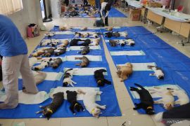 Seratusan ekor kucing lokal disterilisasi di Cengkareng