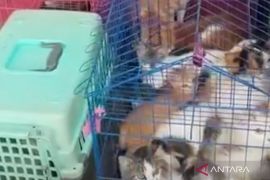 Dinkes Mukomuko tangani 47 kasus gigitan hewan penular rabies