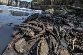 Populasi ikan sapu-sapu di sejumlah sungai di Kota Bandung sedang dikaji