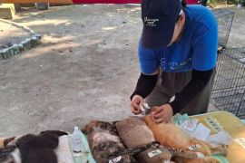 Cegah penyebaran rabies, 251 hewan di Pulau Sabira divaksinasi