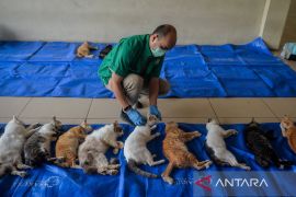 Sudin KPKP Jakbar sterilkan 112 kucing jantan di Cengkareng