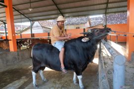 Upaya peningkatan populasi sapi lokal
