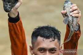 Hati-hati! Ikan Sapu-sapu Mulai Muncul di Sungai Cirebon