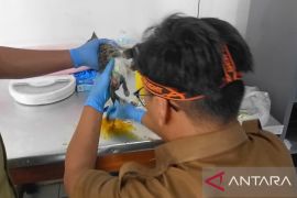 DPKHP Cianjur berikan pelayanan kesehatan hewan peliharaan gratis