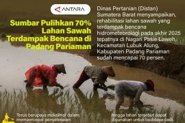 Sumbar Pulihkan 70% Lahan Sawah Terdampak Bencana di Padang Pariaman