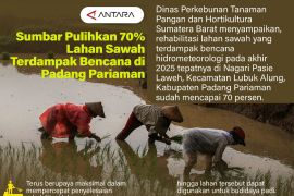 Sumbar Pulihkan 70% Lahan Sawah Terdampak Bencana di Padang Pariaman