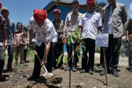 Sigi salurkan bibit durian dan kakao di tiga kecamatan