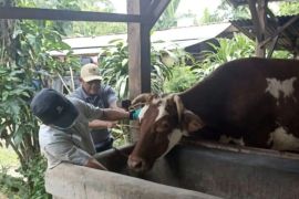 Bandarlampung intensifkan vaksinasi PMK jelang Idul Adha