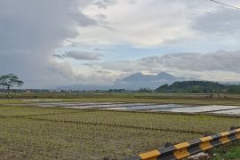 Total ketersediaan benih padi genjah Lampung untuk April-Mei 73,5 ton