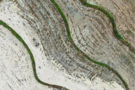 Pasokan biji-bijian hasil pertanian utama China tumbuh stabil