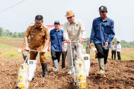 Pemprov Banten kembangkan 9.000 hektare lahan jagung di Lebak